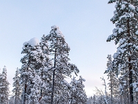 Traditional Lapland Reindeer Safari